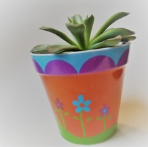 Echeveria Succulent in Flower Design Pot, Live Plant, 4" Colorful Planter image 5