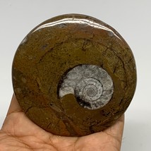 99.1g, 3.1&quot;x3&quot;x0.5&quot;, Goniatite (Button) Ammonite Polished Fossils, B30109 - £7.99 GBP