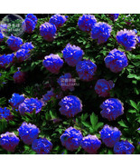 BELLFARM Peony Dark Blue Climbing Flower Seeds, 5 seeds, professional pa... - $9.89