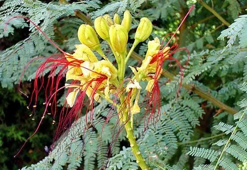 Caesalpinia Gilliesii Desert Bird Of Paradise 10 Seeds Fresh Garden - £20.37 GBP