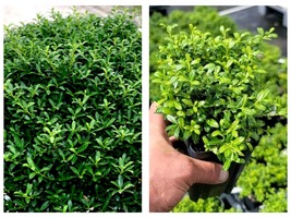 Dwarf Japanese Holly Soft Touch Live Plant ( 1 QT ) - £39.95 GBP