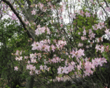 Royal Azalea (Rhododendron schlippenbachii) 50 Seeds, Beautiful Blooms F... - $20.95