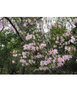 Royal Azalea (Rhododendron schlippenbachii) 50 Seeds, Beautiful Blooms F... - $20.95