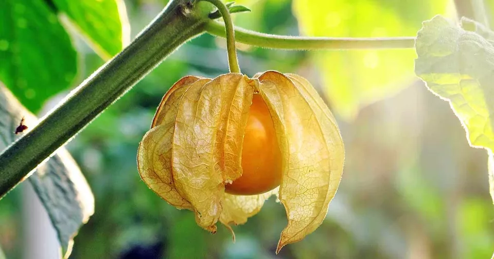 SR 50 Ground Cherry Seeds Non GMO Cape Gooseberry Chinese Lantern Planting Seeds - $8.56