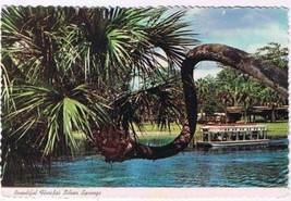 Florida Postcard Silver Springs Horse Shoe Palm Glass Bottomed Boat - $2.16