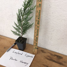 LEYLAND CYPRESS tree 2.5"pot-(X Cupressocyparis  leylandii) image 2