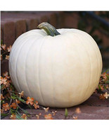 VC 20 White Queen Pumpkin Seeds Nongmo Openpollinated Heirloom Easy Grow - $11.88