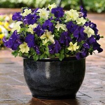 Petunia Blue Berry Lime Jam Mix Seed New Ideal Lush Plant Blankets With Tons Of  - £12.43 GBP