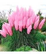 PSA Giant Pink Pampas Grass Seeds 500 Seeds Ornam Fast Grow - $32.60 CAD