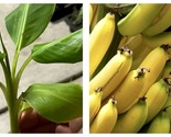 Grand Nain Chiquita Banana Tree Live Banana Plant - $34.93