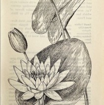 1905 Water Lily Pond Lily Flower Print Pen &amp; Ink Lithograph Antique Art  - £13.98 GBP