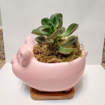 Pig Planter with Echeveria Succulent, Pink, Live Plant, Animal Succulent Planter image 5