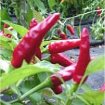 USA SELLER Hawaiian Sweet Hot Peppers Seeds Fast Shipping - $9.80