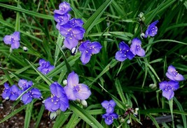 ☘  Live Spiderwort Day Lily Widows Tears Bluejacket Fully Rooted Plants ... - £8.39 GBP+