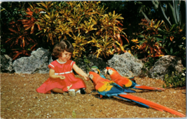 Small Child Feed Macaws and Cuckatoos At Parrot Jungle Postcard Posted 1959 - £5.49 GBP