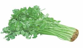 200 Seeds Chinese Celery Khuenchai From USA - £7.85 GBP