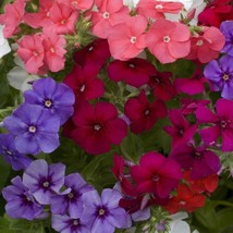 Phlox Seeds Phlox Drummondii Mix Flower Seed 1000 Seeds Fresh USA Fast Shipping  - $18.99