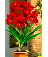 True Amaryllis Bulb Dark Red Flowers - $6.78