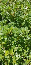 seeds 500 purslane / portulaca oleracea - $4.67