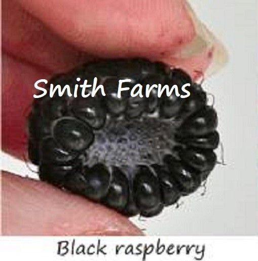 SYR 100 Seeds Black Raspberry Juicy Berries Raspberries Fast Growing ...