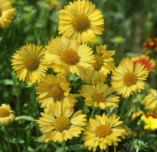 100 Pc Seeds Gaillardia Aristata Aurea Pura Flower, Blanket Flower Seeds | RK - £19.70 GBP