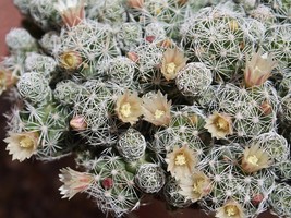 White Thimbles Cactus Cereus 2.5&quot; Pot - $27.99