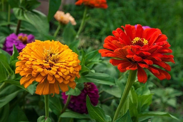 50 LILLIPUT ZINNIA SEED MIX | SALE NON GMO - $6.60