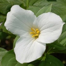 White Trillium 10 bulbs - $11.95