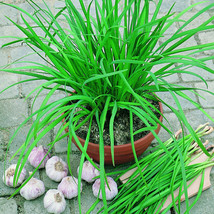 Garlic Chives Seeds | Authentic Chinese Strong Fragrant Purple Root Herb 紫根韭菜种子 - £1.59 GBP+