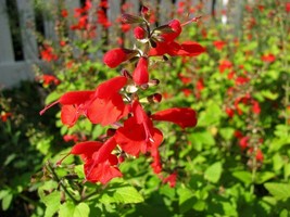 Salvia Seeds Texas Sage Lady In Red 50 Seeds Flower Seeds Fresh Seeds Gardening  - $20.00