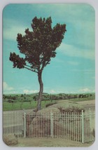 Sherman Hill Wyoming Tree Growing Out Solid Rock Along Lincoln Highway Postcard - $6.90