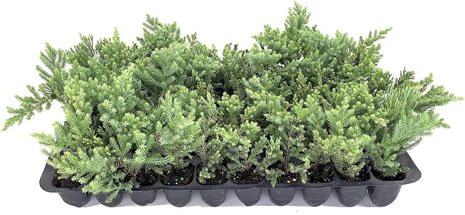 San Jose Juniper Live Plants Juniperus Chinensis Bonsai Drought - £31.04 GBP