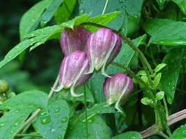 US Seller Clematis Viorna Leatherflower 10 Seeds From 2023 Native Perennial Vine - $13.00