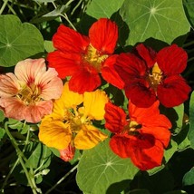 Seeds Nasturtium Tom Thumb Open Pollinated Heirloom 25 Seeds Per Pack - $1.98