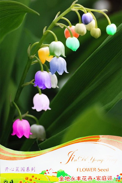 1 Pack Approx 10 Seeds Pack Convallaria Majalis Colorful Lily Of The Val... - $5.10