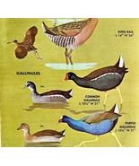 Larger Rails Coots Birds Varieties And Types 1966 Color Art Print Nature... - $19.99