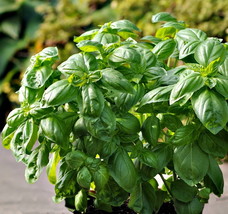 Dolce Fresca Sweet Basil Herb - Strong Scent/Flavor - Vigorous Plant - 3&quot; Pot - £26.09 GBP