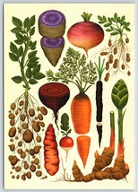 Postcard Kew Botanicum Below Ground Edible Plants Potato Turnip Carrot P... - $4.50