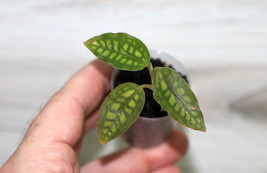 CYSTORCHIS VARIEGATA MINIATURE JEWEL ORCHID POTTED - $43.00