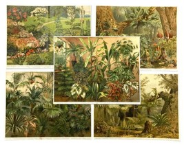 5 Antique Botanical Prints Lithograph Decorative Plants Meyers Lexikon 1906 - £54.45 GBP