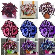 Unique 24 Colors Seeds Plants Begonia Flower Courtyard Balcony Coleus 50pcs - £23.75 GBP