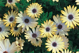 Livingstone Daisy mix seeds - code 544 - Dorotheanthus bellidiformis -Osteosperm - $4.00