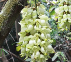 SEED Limited Mucuna True White Colors Florida Velvet Bean Vine 5 Seeds /... - £3.97 GBP