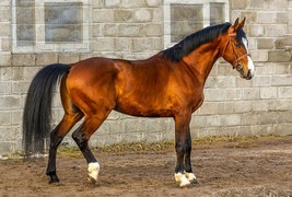 Schleich Horses Toy Oldenburger Mare 5.2 x 1.6 x 4.7 inch - £5.51 GBP