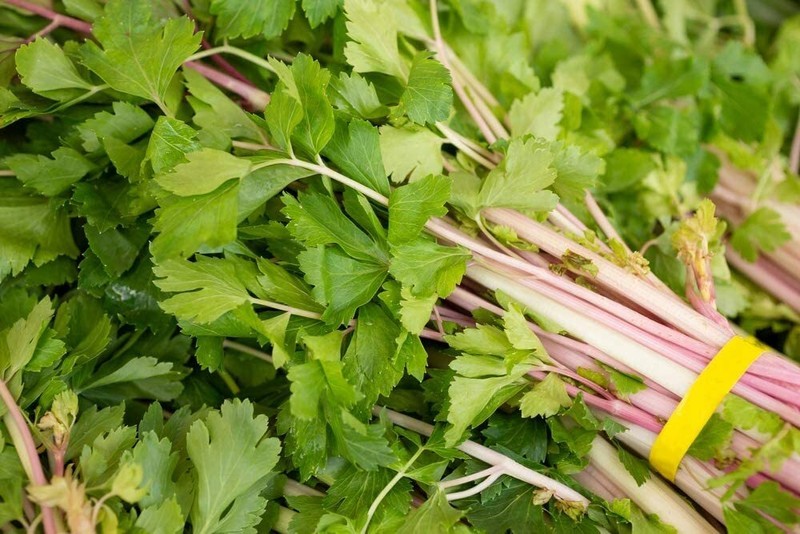 KKG 50 Pink Celery Seeds Apium Graveolens US Seller - $18.37