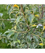 Ilex Pedunculosa Frosty Morn Variegated Longstalk Holly 2 Gallon Pot Pla... - €111,42 EUR