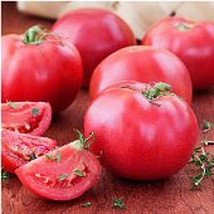 Bradley Tomato Seeds Gardening Easy Grow Usa Shipping - £4.46 GBP