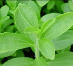 Stevia Rebaudiana Sugar Flower Herb 50   Seeds - £7.87 GBP