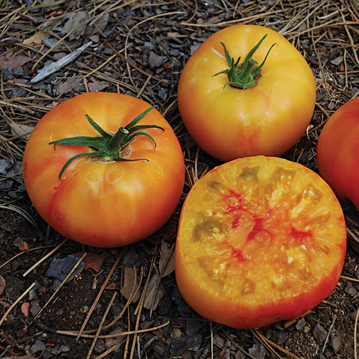 Organic Wherokowhai dwarf tomato seed Sweet, Juicy  Fast ship Unique 20  Seeds - £9.52 GBP