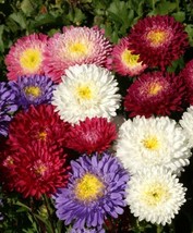 China Aster Flower Seeds Powder Puff Mix Callistephus Chinensis Fast Grow - $207.23 MXN